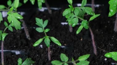 Growing tomatoes from seeds, step by step. Step 8 - the sprouts have grown