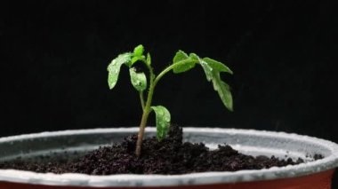Growing tomatoes from seeds, step by step. Step 10 - watering the seedling in a pot