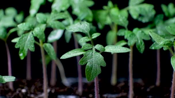 Growing Tomatoes Seeds Step Step Step Sprouts Have Grown — Video Stock