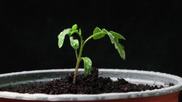 Growing Tomatoes Seeds Step Step Step Watering Seedling Pot — Vídeo de stock