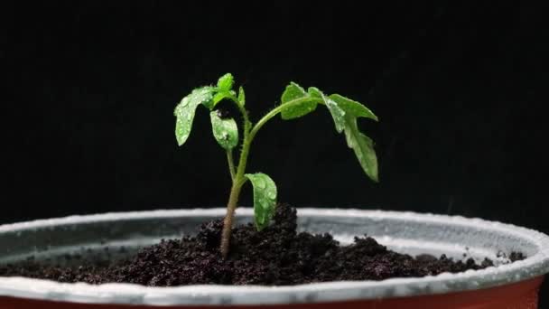 Growing Tomatoes Seeds Step Step Step Watering Seedling Pot — Vídeo de Stock