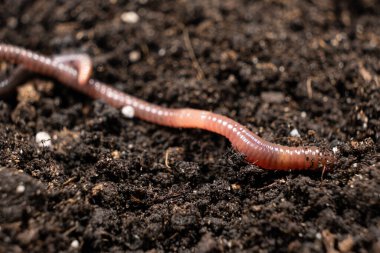 Big beautiful earthworm in the black soil, close-up