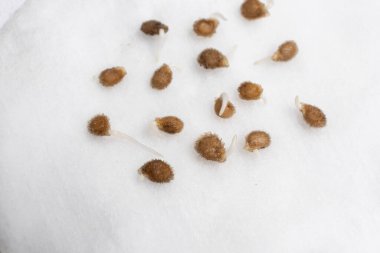 Tohumlardan domates yetiştiriyoruz, adım adım. Adım 2 - tohumlar filizlendi.