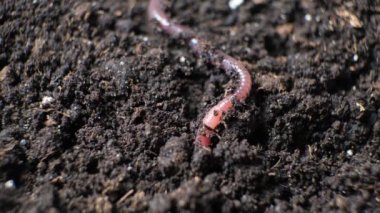 A big earthworm crawls into a hole in the black ground, close-up