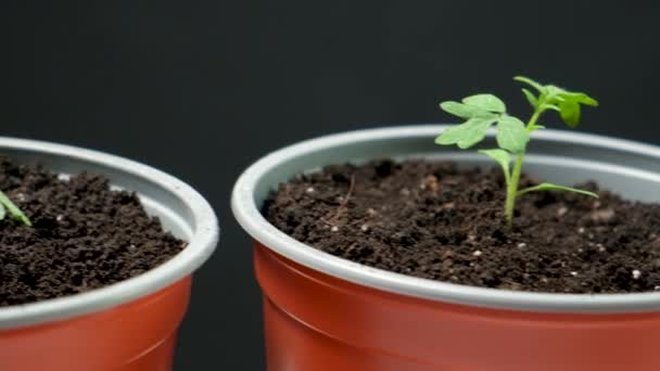 Growing Tomatoes Seeds Step Step Step Planting Seedlings — Vídeo de stock