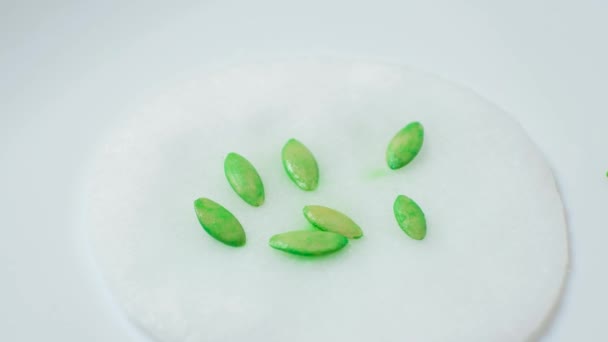 Growing Cucumbers Seeds Step Soaking Seeds Cotton Pad — 비디오