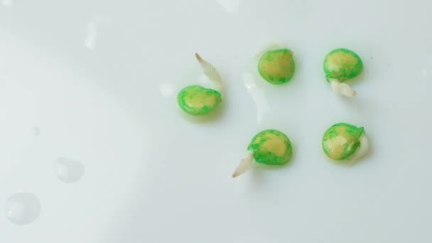 Growing Peppers Seeds Step Seeds Have Sprouted — Stockvideo