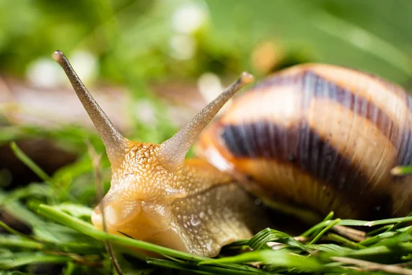 Inquisitive garden snail Helix pomatia crawls in the grass and looks into the camera