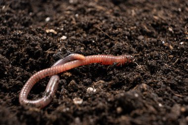 Big beautiful earthworm in the black soil, close-up