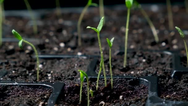 Growing Tomatoes Seeds Step Step Step Many Sprouts Sprouted — Stok video