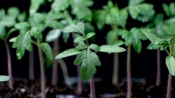 Καλλιέργεια Τομάτας Από Σπόρους Βήμα Προς Βήμα Στάδιο Πότισμα Καλλιεργούμενων — Αρχείο Βίντεο