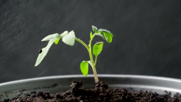 Growing Tomatoes Seeds Step Step Step Watering Seedling Pot — Vídeo de Stock