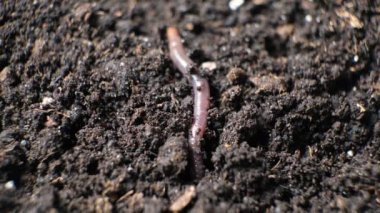 A big earthworm crawls into a hole in the black ground, close-up