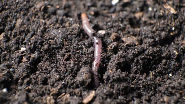 Big Earthworm Crawls Hole Black Ground Close — Stock Video