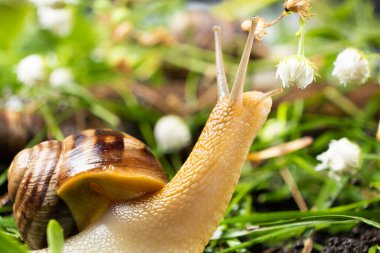 Helix pomatia large grape snail leisurely crawls on the grass among the white flowers.