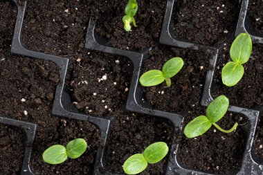 Growing cucumbers from seeds. Step 4 - First Sprouts.