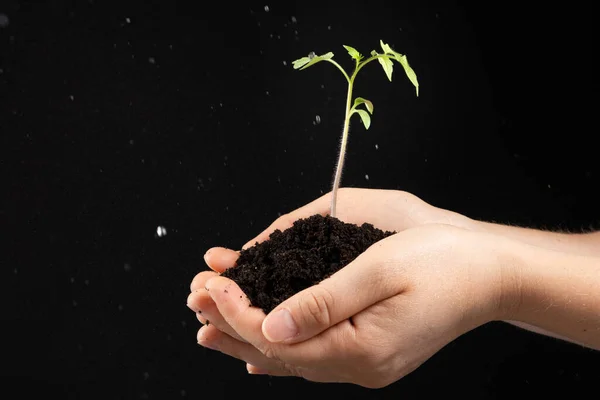 Growing tomatoes from seeds, step by step. Step 9 - planting seedlings