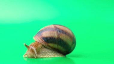 The study of the reflexes of the snail - tweezers touch the antennae and they are retracted