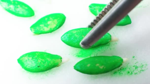 Growing Cucumbers Seeds Step Seeds Have Sprouted — Video Stock