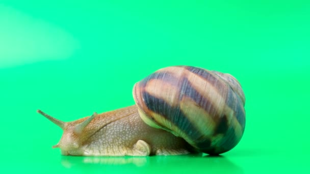 Beautiful Grape Snail Helix Pomatia Crawls Green Background Moves Its — Stockvideo