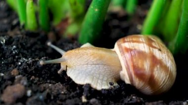 The Roman grape snail crawls on the ground in the grass and wiggles its antennae in nature