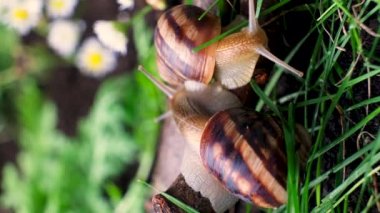 Two large helix pomatia snails live in a summer forest.
