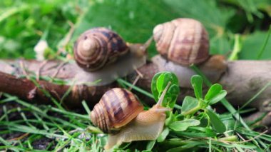 Three large helix pomatia grape snails crawl in the grass in the summer forest