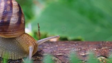 Beautiful big snail crawling along a branch in a summer forest, macro video.