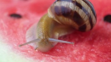The large snail Helix pomatia crawls on a watermelon and drinks watermelon juice.