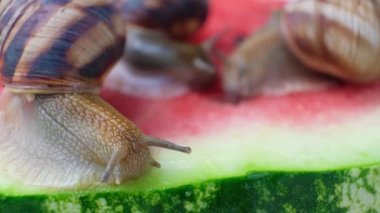 Three helix pomatia snails sit on a watermelon and eat it