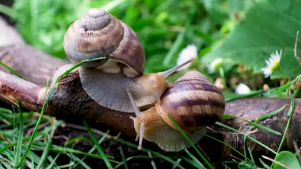 Two Large Helix Pomatia Snails Live Summer Forest — ストック動画