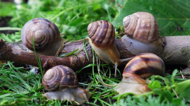 Five Large Grape Garden Snails Helix Pomatia Live Forest Grass — Video