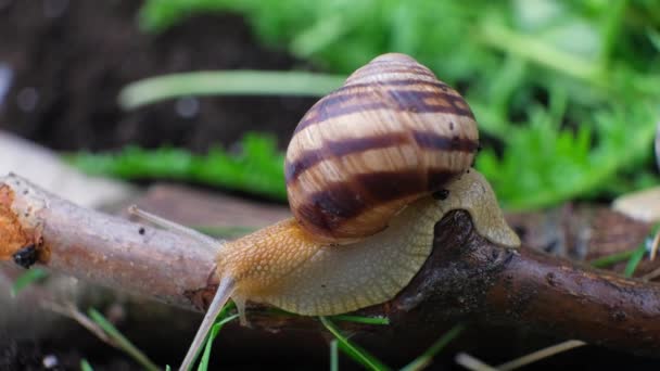 Beautiful Big Snail Crawling Branch Summer Forest Macro Video — Stock video