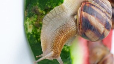 Beautiful grape garden snail sits on a watermelon and looks around.