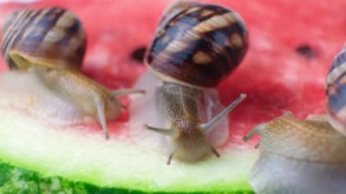 Three helix pomatia snails sit on a watermelon and eat it