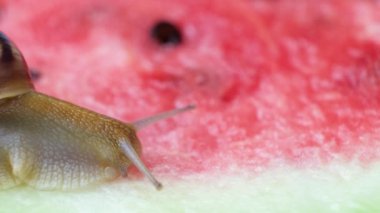 The large snail Helix pomatia crawls on a watermelon and drinks watermelon juice.