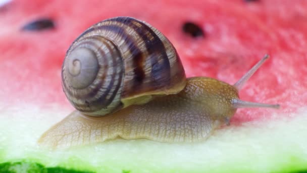Large Snail Helix Pomatia Crawls Watermelon Drinks Watermelon Juice — Video