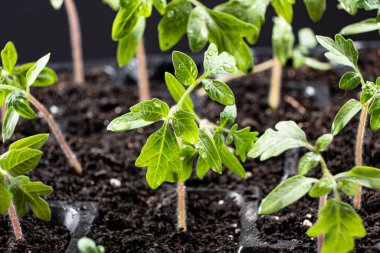 Growing tomatoes from seeds, step by step. Step 7 - the sprouts have grown