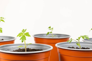 Growing tomatoes from seeds, step by step. Step 9 - transplanted sprouts in pots