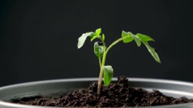 Growing tomatoes from seeds, step by step. Step 10 - planting seedlings