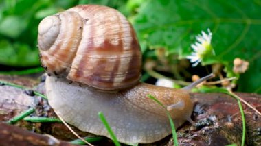 Beautiful big snail crawling along a branch in a summer forest, macro video.