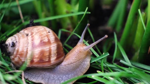 Roman Grape Snail Crawls Ground Grass Wiggles Its Antennae Nature — Stock video