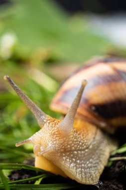 A large outdoors snail crawls on the ground in the grass and looks to the side