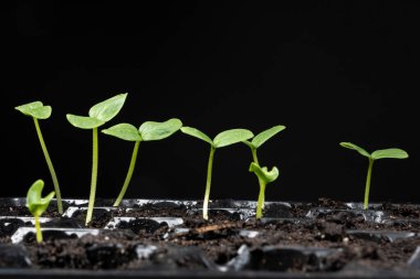 Growing cucumbers from seeds. Step 4 - First Sprouts.