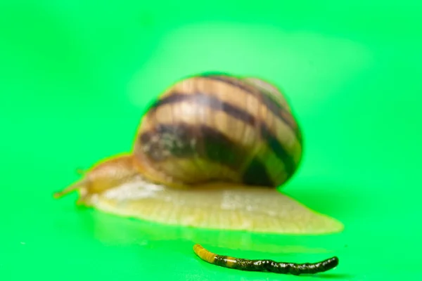Big Garden Snail Helix Pomatia Its Feces Green Background — Stockfoto