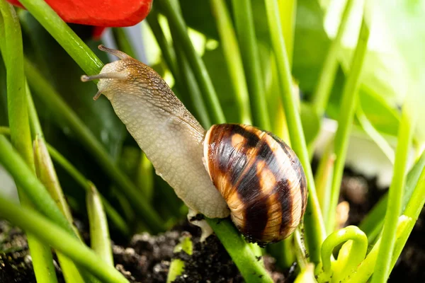 Helix Pomatia Snail Crawls Stem Flower Open Air — Stockfoto