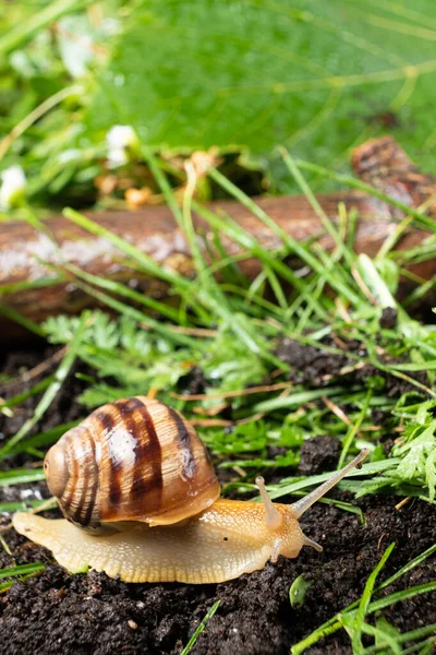 Beautiful Garden Snail Helix Pomatia Crawls Ground Grass — Stockfoto