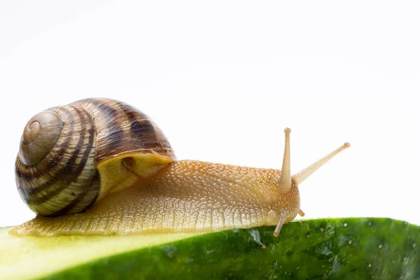 Large Grape Garden Snail Helix Pomatia Sits Eats Cucumber — Stockfoto