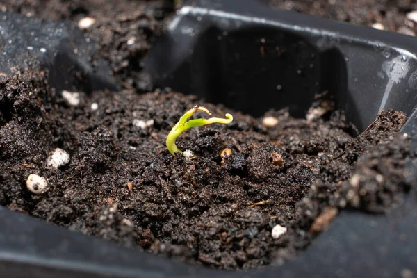 Growing Peppers Seeds Step First Sprout — Zdjęcie stockowe