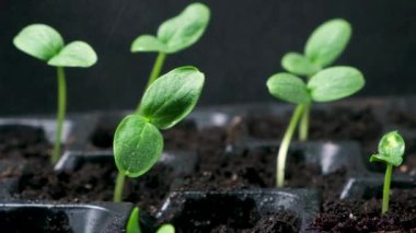 Growing cucumbers from seeds. Step 4 - watering the sprouts